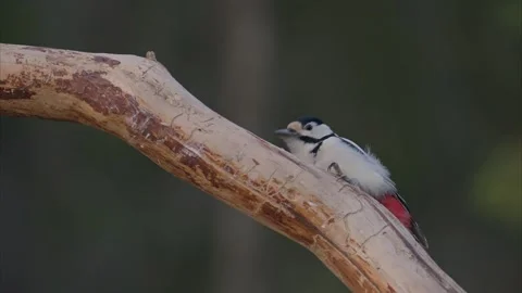 Great Spotted Woodpecker Stock Footage 254860215