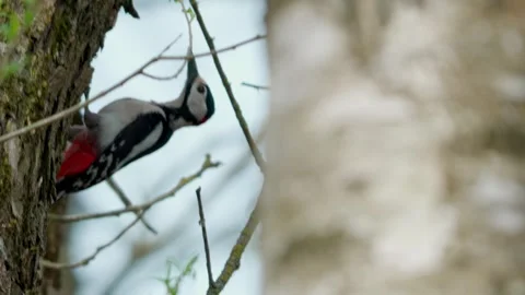 Great spotted woodpecker Video stock 308648023
