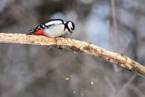The great spotted woodpecker gouges a dry branch in search of insects. 스톡 사진