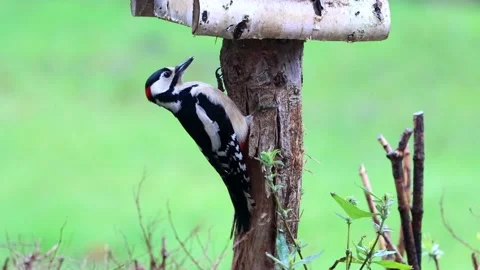Great spotted woodpecker looking Stock Footage 188508122