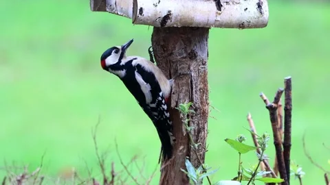 Great spotted woodpecker looking Stock Footage 194537960