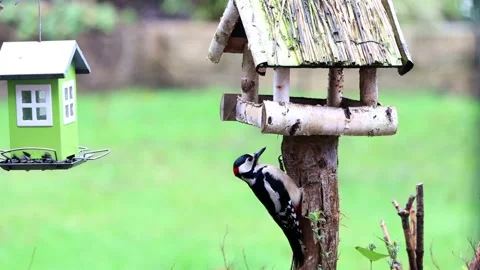 Great spotted woodpecker looking Stock Footage 201614615