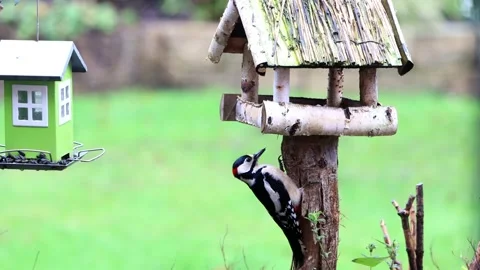Great spotted woodpecker looking Stock Footage 202204108