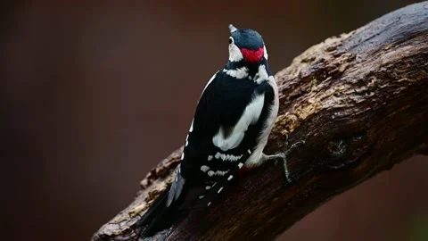 Great spotted woodpecker male sits on a dead branch and watch Stock Footage 231982953