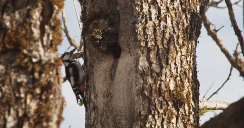 Great spotted woodpecker outside tree nest Stock Footage