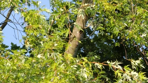 Great spotted woodpecker pecking a big hole in a tree Stock Footage 286030053