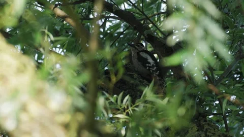Great Spotted Woodpecker Perched in a Dense Tree Canopy Stock Footage 336965618