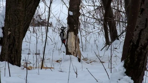 Great spotted woodpecker rip off tree bark in search of larval forms Stock Footage 86209045