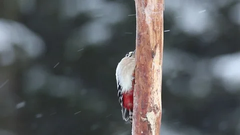 Great spotted woodpecker sitting on a tree in snowstorm Stock Footage 106172389