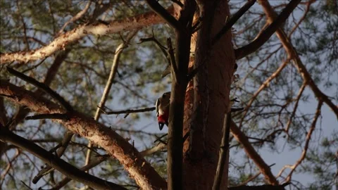 Great spotted woodpecker tapping on a pine tree trunk Stock Footage 291652215