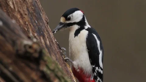 Great Spotted Woodpecker on tree Stock Footage