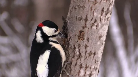 Great spotted woodpecker on the tree. Stock-Footage 95680895