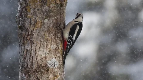 Great spotted woodpecker on a tree Stock Footage 106172394