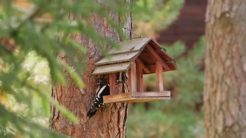 Great Spotted Woodpecker on Tree Trunk Near Feeder Stock Footage 346251493