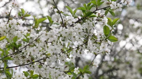 Great spring background with blossoming branch of white cherry tree. Video stock 49482780