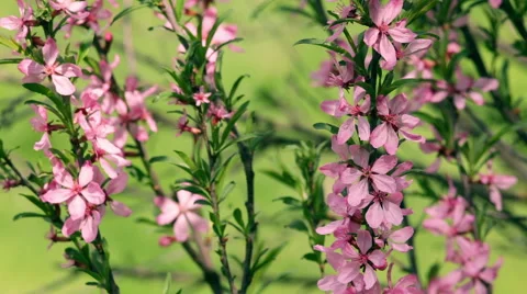 Great spring background with blossoming branches of pink almond tree. Vídeo Stock 49482615