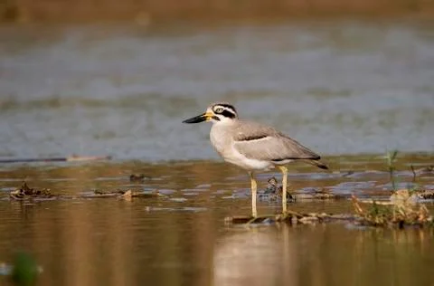 Great stone-plover Stock Photos