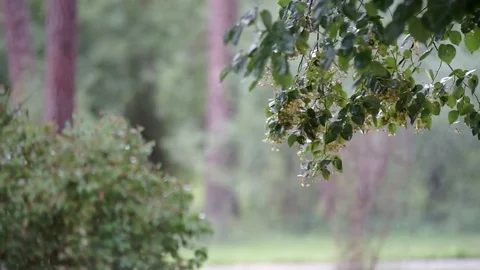 Great summer shower Stock Footage 78516026