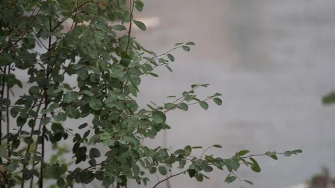 Great summer shower Stock Footage 78516809