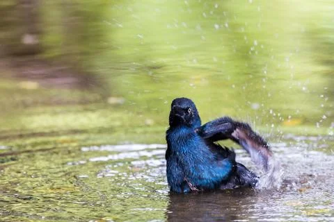 Great tailed grackle bathing Stock Photos