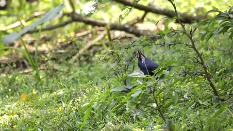 Great-tailed grackle browsing around in the grass 스톡 동영상 139490969