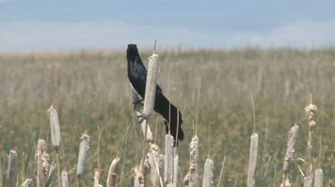 Great-tailed grackle Stock Footage 24867935