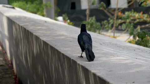 Great Tailed Grackle introduced during canal construction to control Stock Footage 108557680