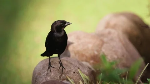 Great-tailed Grackle Perched on Rocks in a Garden Setting Stock Footage 301070391