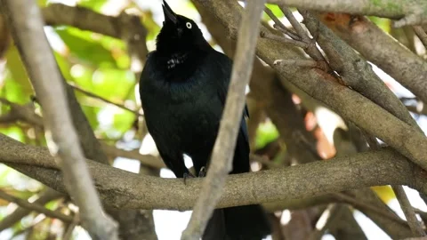 Great-tailed Grackle Perched on a Tree Branch Video stock 301069764