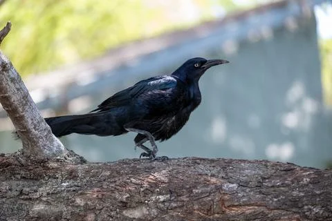 Great-tailed Grackle perched on a tree branch in daylight, outdoor setting. Stock Photos