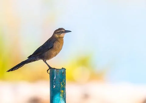 Great-tailed Grackle Stock Photos