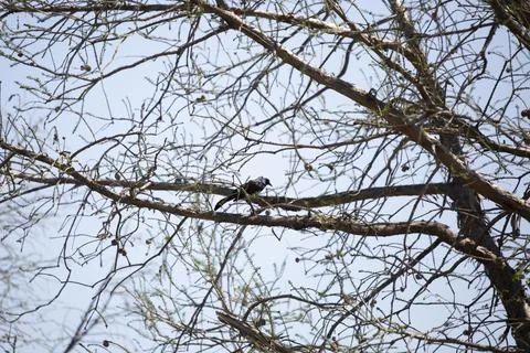 Great-Tailed Grackle Stock Photos