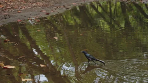Great-tailed grackle wading in a shallow forest puddle, creating gentle ripples Vidéo 336060429