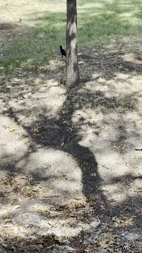 Great Tailed Grackle Walking on Dry Ground Vídeo Stock 345923029