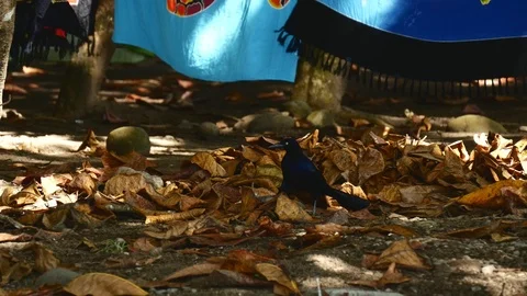 Great tailed grackle walking Stock Footage 126669427