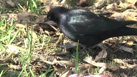 Great-tailed grackles looking for insects or fruits on the ground Stock Footage 209624952