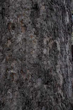 Great texture of the dark bark of a tree Stock Photos