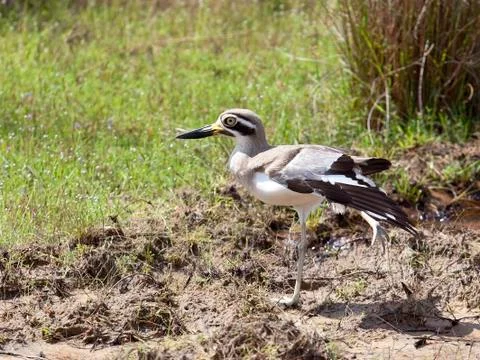 Great thick knee 2 Stock Photos