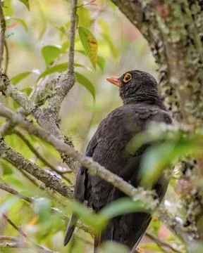 A great thrush perched in a branch inside the foliage, in a forest in the eas Foto stock