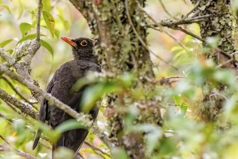 A great thrush perched in a branch inside the foliage, in a forest in the eas Stock Photos