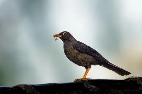 Great Thrush perched with a worm in Ecuador Stock Photos