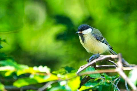 Great Tilt on tree Foto stock