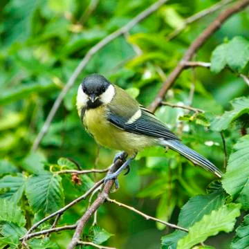 Great Tilt on tree Foto stock