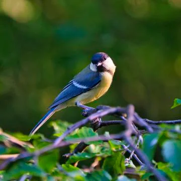 Great Tilt on tree Foto stock