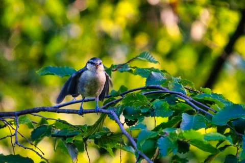 Great Tilt on tree Stock-Fotos