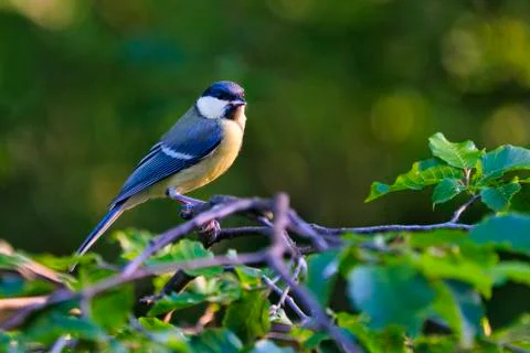 Great Tilt on tree Foto stock