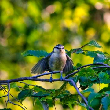 Great Tilt on tree Stock-Fotos