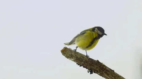 Great tit alone in a branch Video stock 46899523