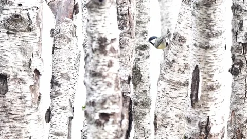 The great tit among the birches, 4k resolution video in the woods (Parus major) Stock Footage 344030574