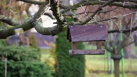 Great Tit and Blue Tit in bird feeder Stock Footage 83621164